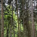 Borjomi Nature Wonderland Guided Tour from Tbilisi - Practical Details and Value