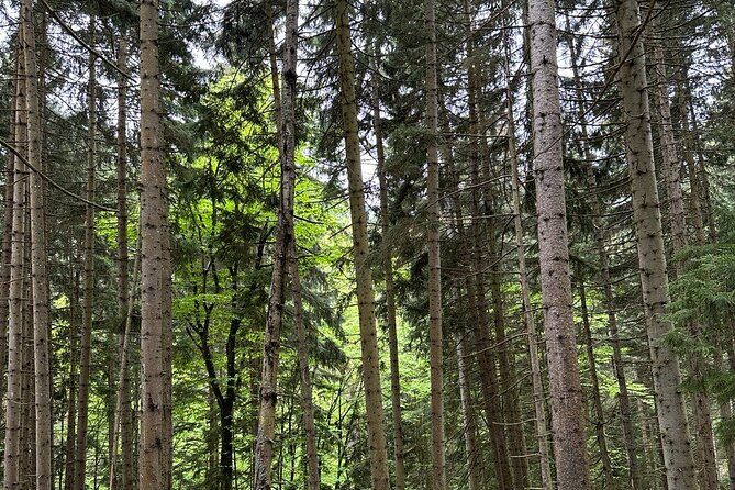 Borjomi Nature Wonderland Guided Tour from Tbilisi - Practical Details and Value