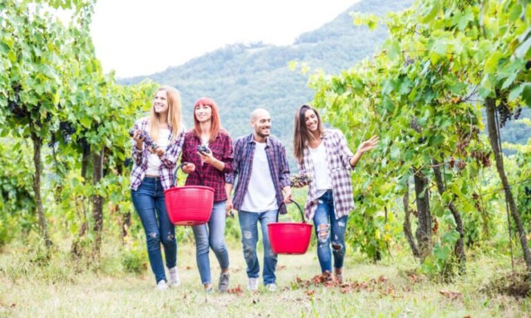 Boscotrecase: Vesuvius Wine Tasting Tour With Lunch - Who Should Consider This Tour?