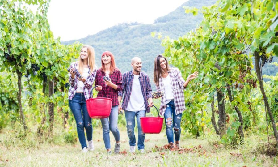 Boscotrecase: Vesuvius Wine Tasting Tour With Lunch - Who Should Consider This Tour?