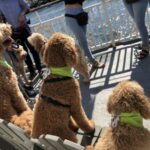 Boston: Scenic Harbor Cruise (Dog-Friendly) - Who Should Consider This Tour?