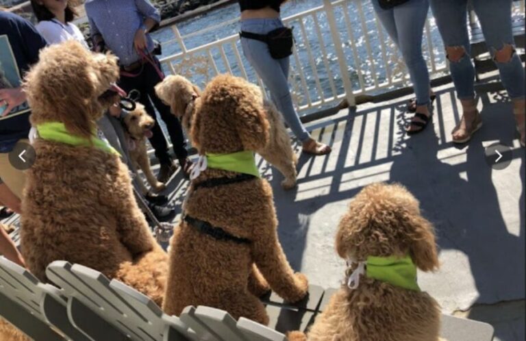 Boston: Scenic Harbor Cruise (Dog-Friendly) - Who Should Consider This Tour?