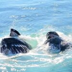 Boston Whale Watching Cruise by High-Speed Catamaran - Who Will Love This Tour?