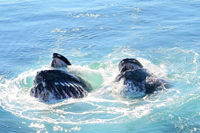 Boston Whale Watching Cruise by High-Speed Catamaran - Who Will Love This Tour?