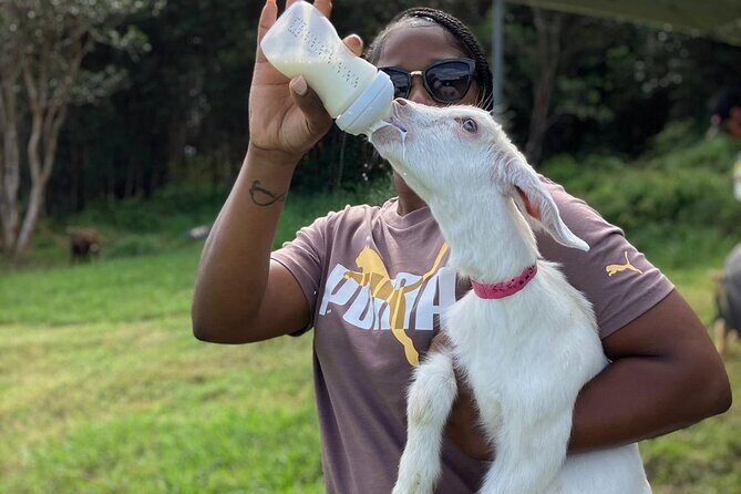 Bottle Feed & Cuddle Baby Goats Tour on Big Island Farm - The Detailed Experience: What to Expect at Ohana Ranch