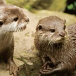 Bournemouth Oceanarium Ticket - The Sum Up: Who’s It Best For?