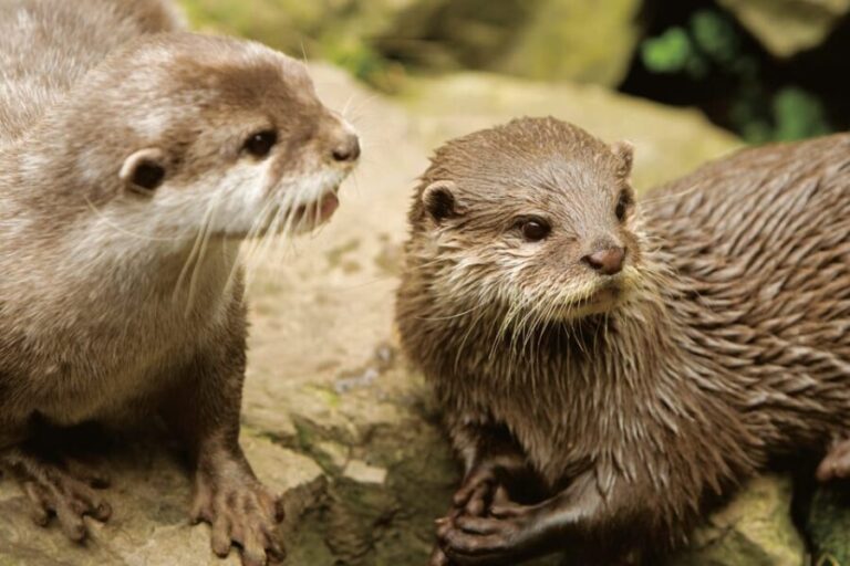Bournemouth Oceanarium Ticket - The Sum Up: Who’s It Best For?