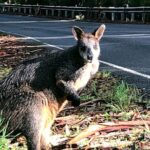 Boutique Great Ocean Road, wildlife and Rainforest Experience - Price and Value