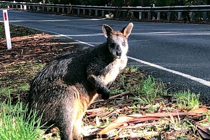 Boutique Great Ocean Road, wildlife and Rainforest Experience - Price and Value