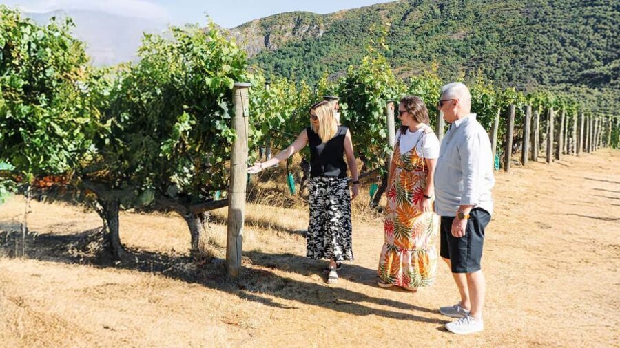 Boutique Winery Half-Day Tour & Vineyard Platter-Style Lunch - The Details of the Tour: What to Expect