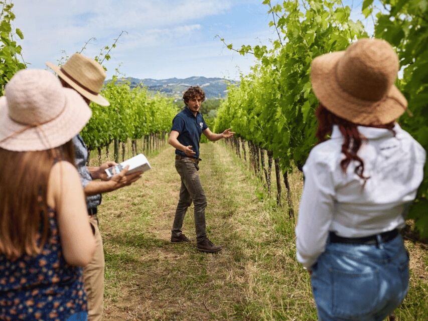 Boutique Winery Visit & 5 Organic Wine Tastings near Urbino - The Vineyard Walk