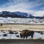 Bozeman: 6 Day Yellowstone Winter Wonderland Tour - Who Will Love This Tour?