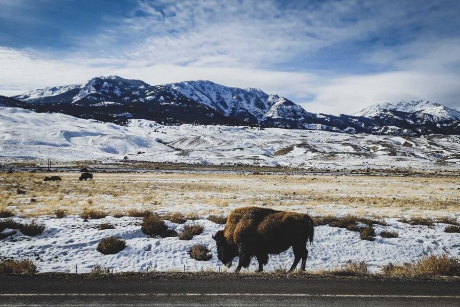 Bozeman: 6 Day Yellowstone Winter Wonderland Tour - Who Will Love This Tour?