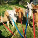Brackenfield: Alpaca Trek - A Detailed Look at the Alpaca Trek Experience