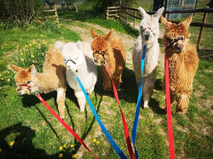 Brackenfield: Alpaca Trek - A Detailed Look at the Alpaca Trek Experience