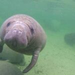 Bradenton: Anna Maria Island Guided Kayaking Manatee Tour - The Value of the Tour