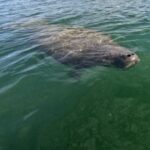 Bradenton: Guided Pedal Kayak Tour - What We Love About This Experience
