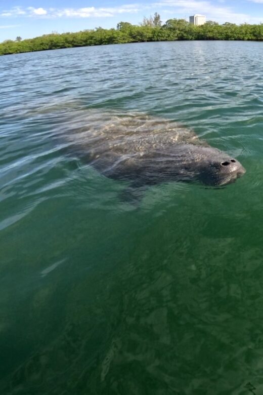 Bradenton: Guided Pedal Kayak Tour - What We Love About This Experience