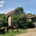 Bran and Rasnov Castles Tour from Brasov - The Sum Up