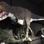 Branson Dinosaur Museum Admission Ticket - Authentic Feedback From Visitors