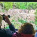 Brasov: Bear Watching in the Wild (From a Hideout) - Key Points