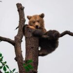 Brasov: Bears Sanctuary, Rasnov Fortress, Bran Castle GUIDED Tour - Transportation, Group Size, and Comfort