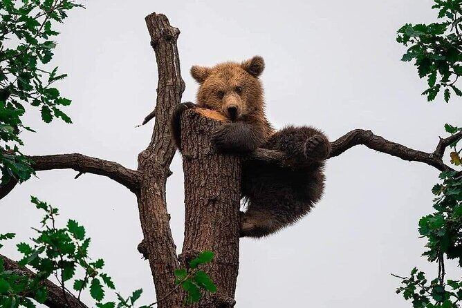 Brasov: Bears Sanctuary, Rasnov Fortress, Bran Castle GUIDED Tour - Transportation, Group Size, and Comfort
