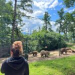 Brasov: Bran Castle, Bear Sanctuary, Rasnov (Peles Optional) - Final thoughts