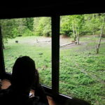 Brasov: Brown Bear & Wildlife Watching - Exploring the Experience in Detail