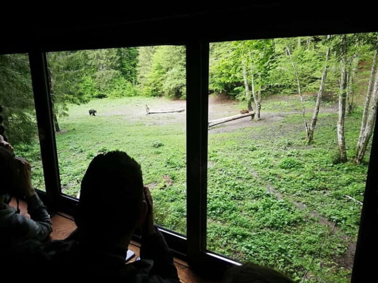 Brasov: Brown Bear & Wildlife Watching - Exploring the Experience in Detail