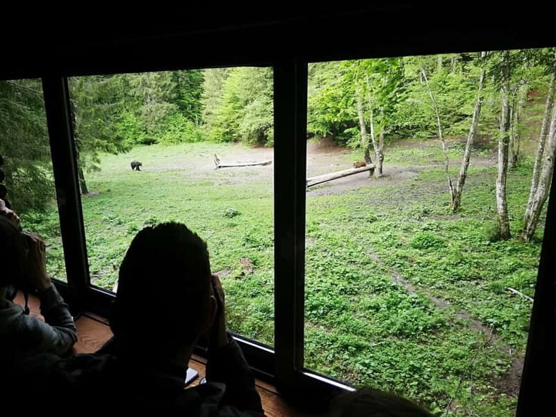 Brasov: Brown Bear & Wildlife Watching - Exploring the Experience in Detail