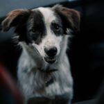 Brasov's Mountain Hike tour with Daisy - Why Choose This Tour?