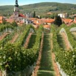 Bratislava: 6,5-Hour Carpathian Wine Tour and Tasting - Who Will Love This Tour?