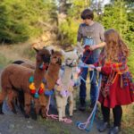 Braunschweig: Alpaca Trekking Tour - The Itinerary in Detail