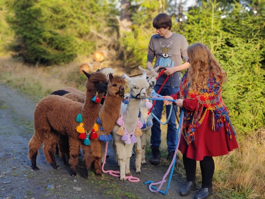 Braunschweig: Alpaca Trekking Tour - The Itinerary in Detail