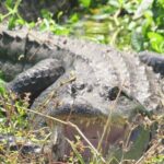 Brazos Bend Wildlife and Nature Tour - Unpacking the Experience: What to Expect