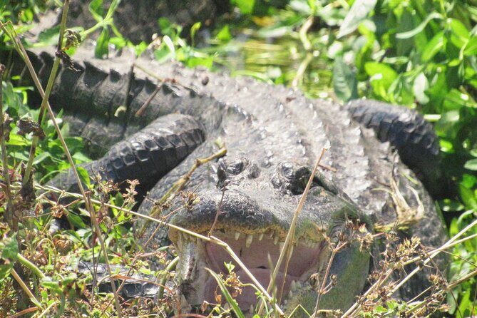Brazos Bend Wildlife and Nature Tour - Unpacking the Experience: What to Expect