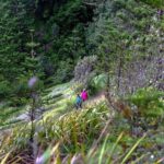 Breakfast Bushwalk in Norfolk Island - Who Will Enjoy This Tour?