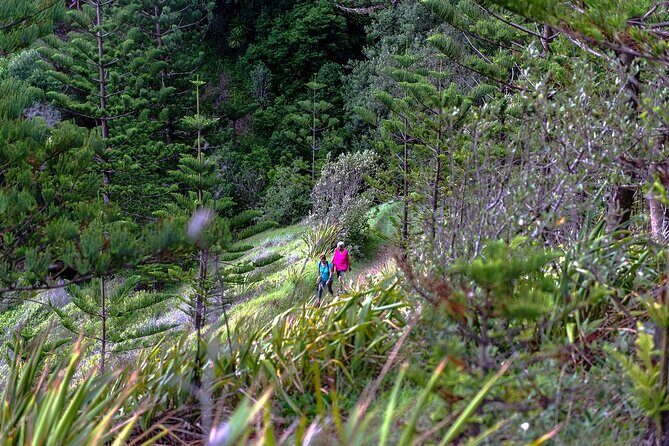 Breakfast Bushwalk in Norfolk Island - Who Will Enjoy This Tour?