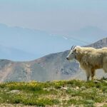 Breckenridge via Hoosier Pass Private Colorado Adventure Tour - Why This Tour Stands Out