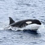 Bremer Bay Orca Experience - The Authentic Wildlife Encounter