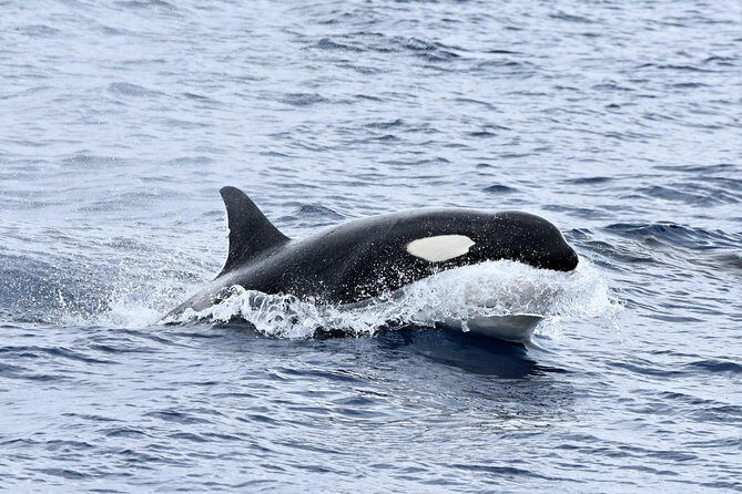Bremer Bay Orca Experience - The Authentic Wildlife Encounter