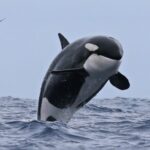 Bremer Canyon Killer Whale (Orca) Expedition - Final Thoughts: Is This Tour Right for You?
