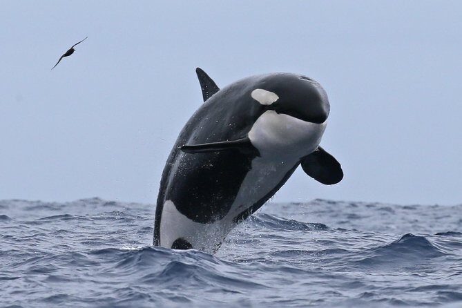 Bremer Canyon Killer Whale (Orca) Expedition - Final Thoughts: Is This Tour Right for You?