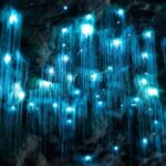 Brisbane: Daytime Glow Worm Caves Hop-on Hop-off Bus Tour - The Sum Up