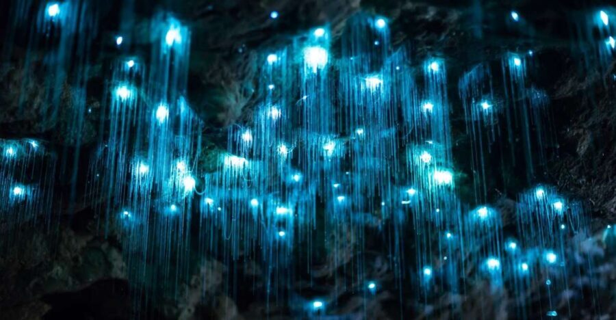 Brisbane: Daytime Glow Worm Caves Hop-on Hop-off Bus Tour - The Sum Up