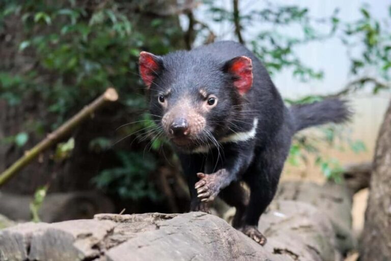 Brisbane: Lone Pine Koala Sanctuary Day Pass - In-Depth Review of Lone Pine Koala Sanctuary