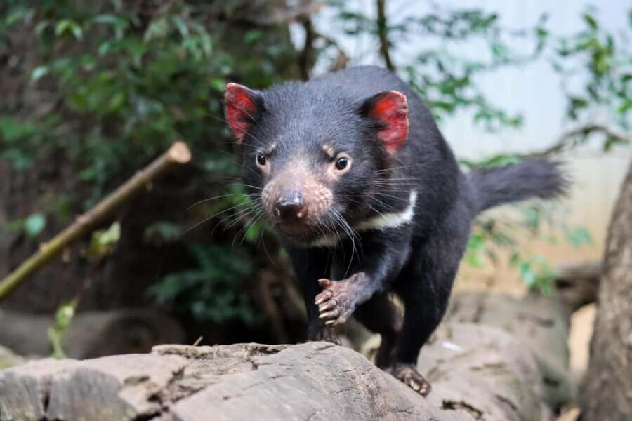 Brisbane: Lone Pine Koala Sanctuary Day Pass - In-Depth Review of Lone Pine Koala Sanctuary