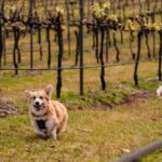 Brisbane: Picnic in the Vines - An In-Depth Look at the Picnic in the Vines Experience