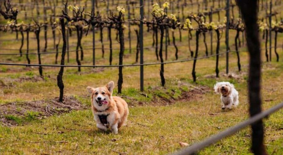 Brisbane: Picnic in the Vines - An In-Depth Look at the Picnic in the Vines Experience